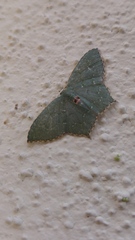 Chloropteryx