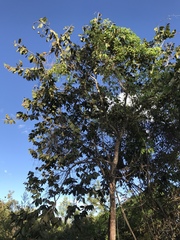 Hymenaea stigonocarpa