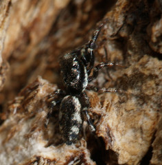 Salticus zebraneus