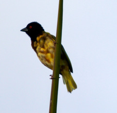 Ploceus jacksoni