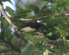 Stactolaema leucotis