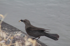 Euphagus cyanocephalus