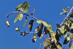 Hymenaea stigonocarpa