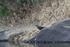 Euphagus cyanocephalus