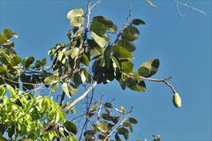 Hymenaea stigonocarpa