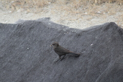 Euphagus cyanocephalus
