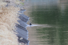 Euphagus cyanocephalus