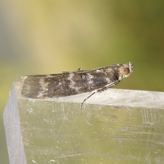 Ortholepis pasadamia