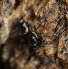 Salticus zebraneus