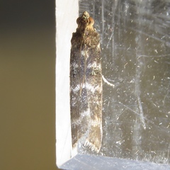 Ortholepis pasadamia