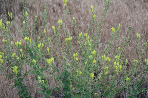 Linaria grandiflora, photograph 5