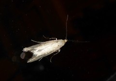 Atomotricha chloronota