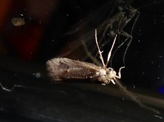Atomotricha chloronota