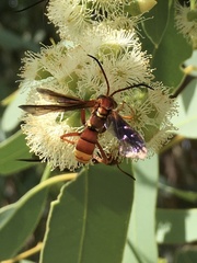 Poecilopompilus algidus