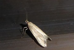 Atomotricha chloronota