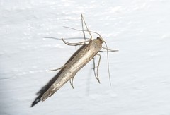 Atomotricha chloronota