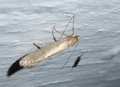 Atomotricha chloronota