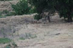 Odocoileus hemionus