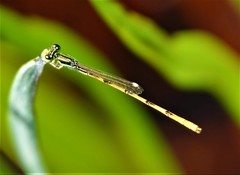 Ischnura hastata image