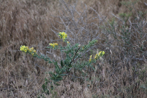 Image of Linaria grandiflora by (c) Gabbie Byers, some rights reserved (CC BY)