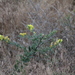 Large-flowered Linaria - Photo (c) Gabbie Byers, some rights reserved (CC BY), uploaded by Gabbie Byers