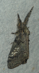 Dasychira plagiata