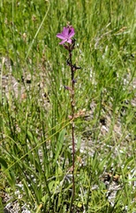 Sidalcea pedata