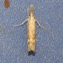 Neodactria zeellus
