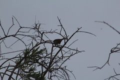 Haemorhous mexicanus