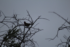 Haemorhous mexicanus