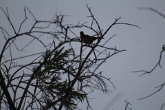 Haemorhous mexicanus