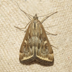 Loxostege sticticalis
