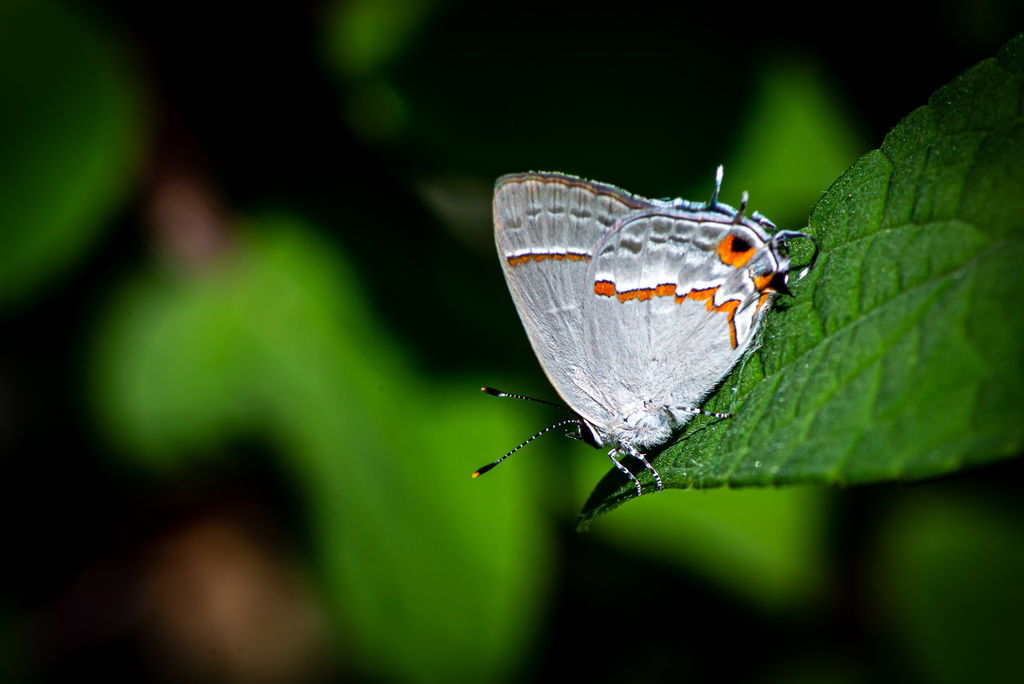 Bromeliad Scrub-Hairstreak