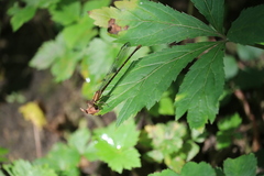 Argia tibialis