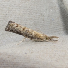 Neodactria zeellus
