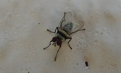 Diptera