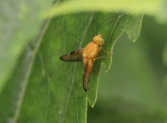 Icterica