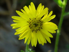 Kyhosia bolanderi