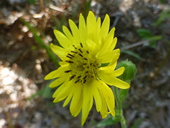 Kyhosia bolanderi