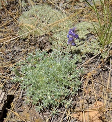 Lupinus breweri