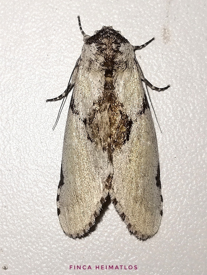Malocampa piratica