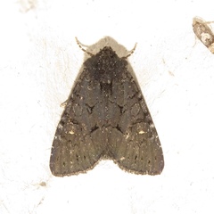 Apamea impulsa