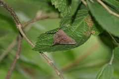 Phalaenostola eumelusalis