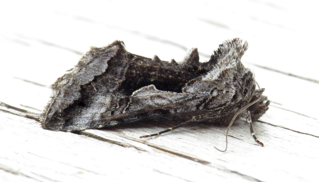 Surena Looper Moth