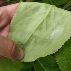 Packera toluccana
