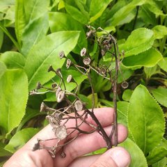 Packera toluccana