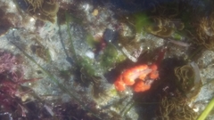 Botryocladia pseudodichotoma