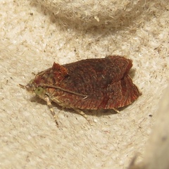 Olethreutes submissanum