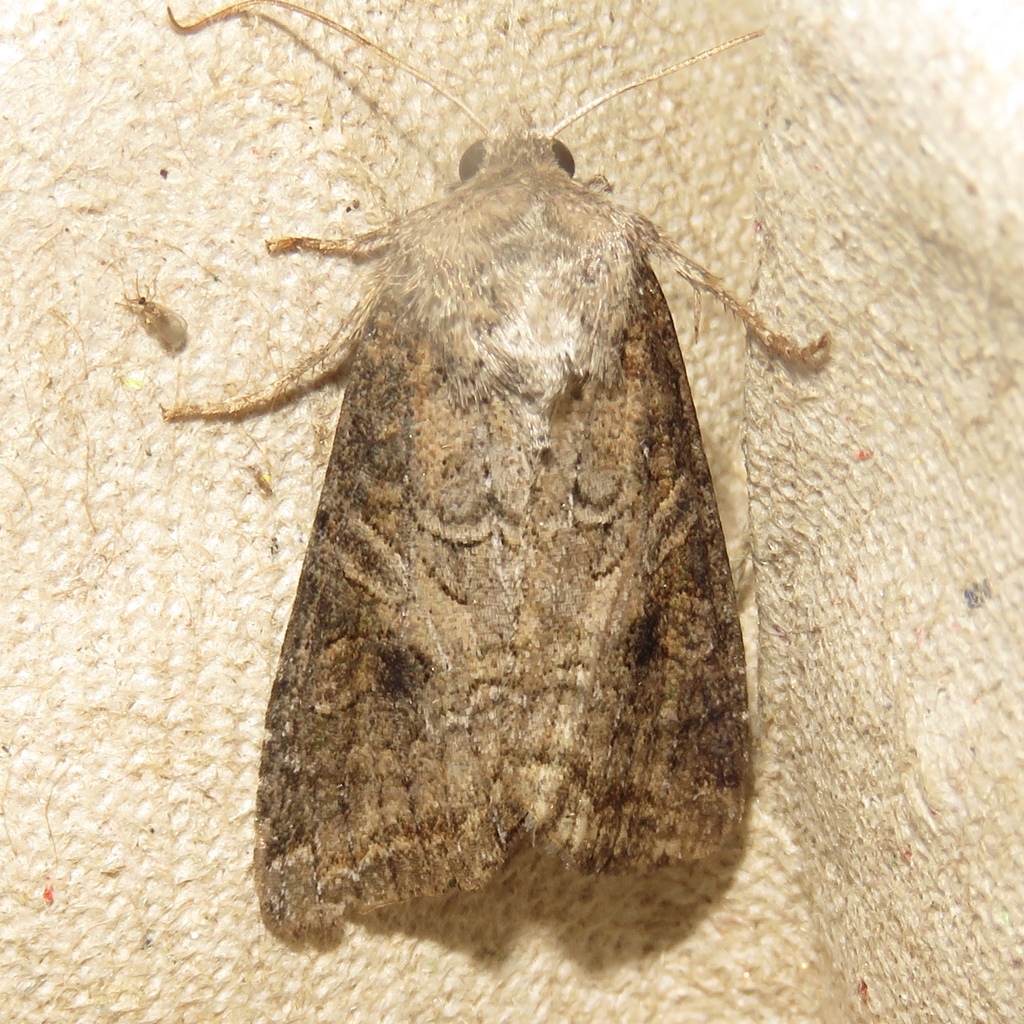 Aster Cutworm Moth