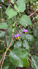 Solanum dulcamara